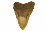 Serrated, Fossil Megalodon Tooth - North Carolina #172579-1